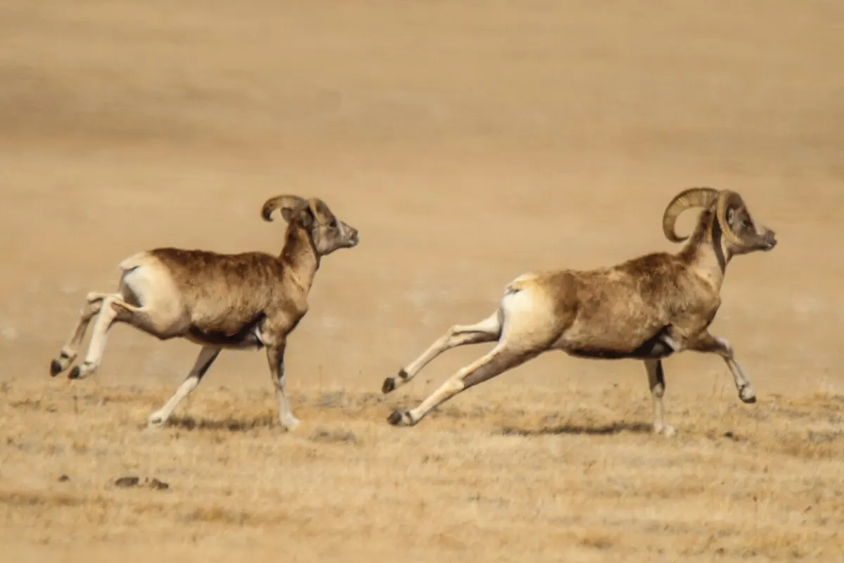 Altai argali (Ovis ammon ammon)