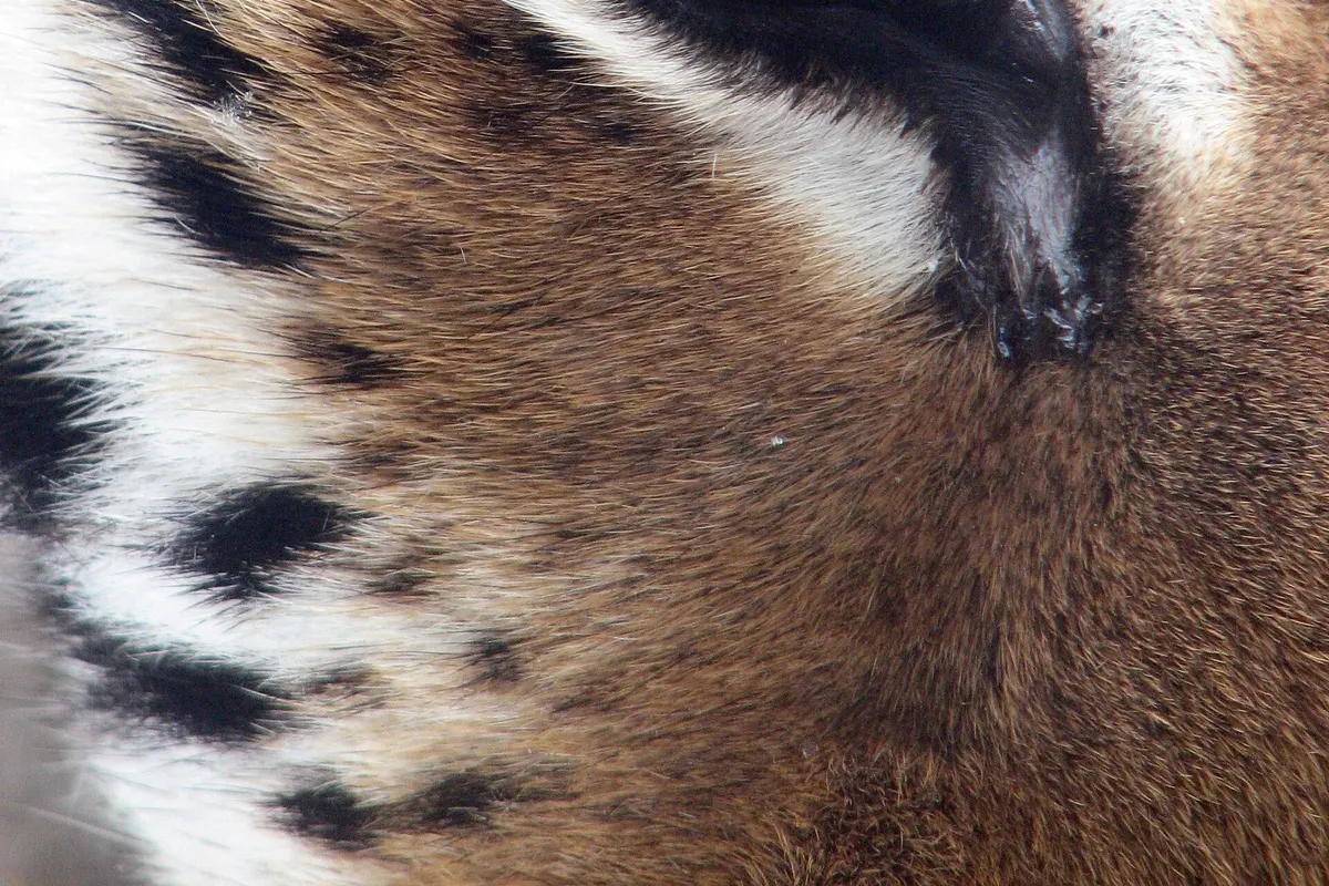 Amur tiger (Panthera tigris tigris)