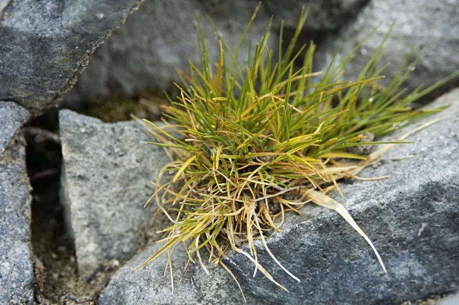 Antarctic hair grass (Deschampsia antarctica)