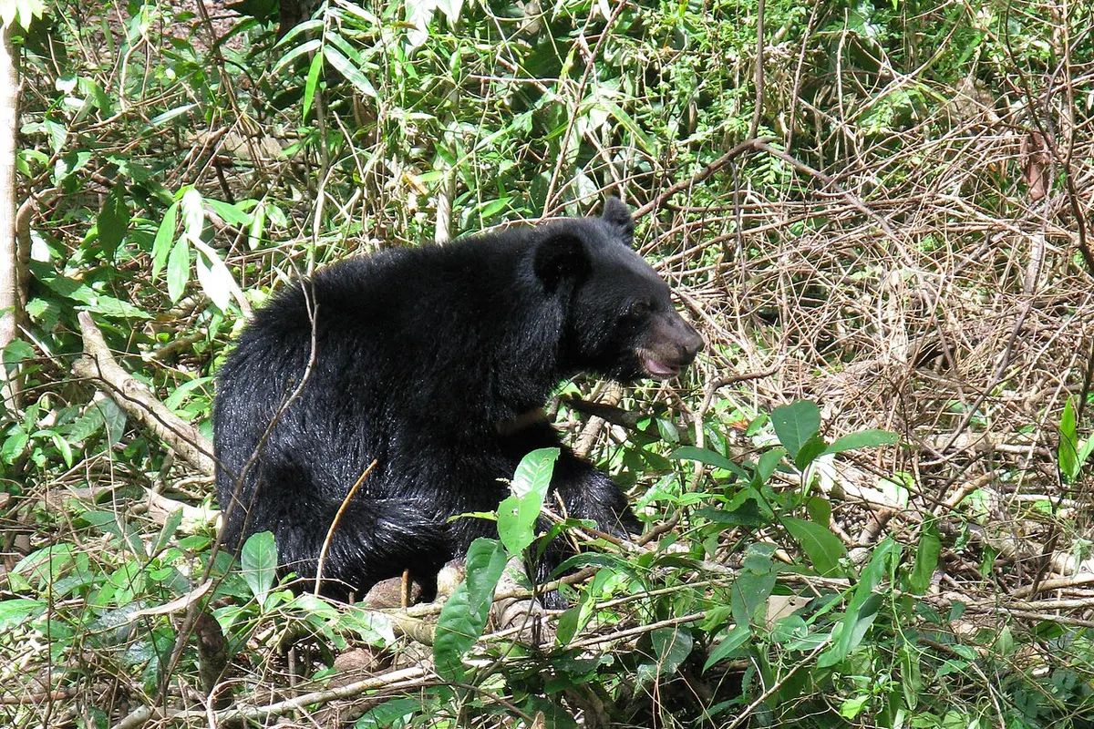 Asiatic black bear (Ursus thibetanus)