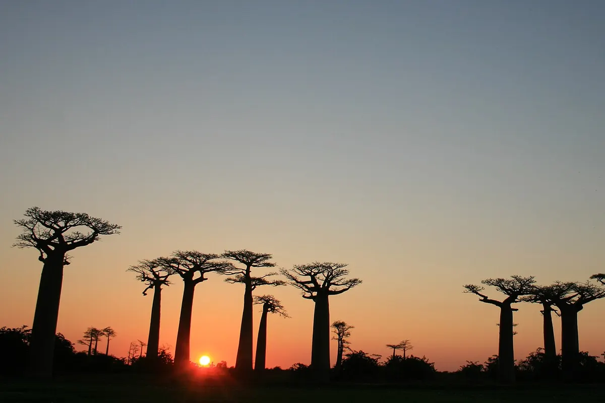 Grandidier’s baobab (Adansonia grandidieri)