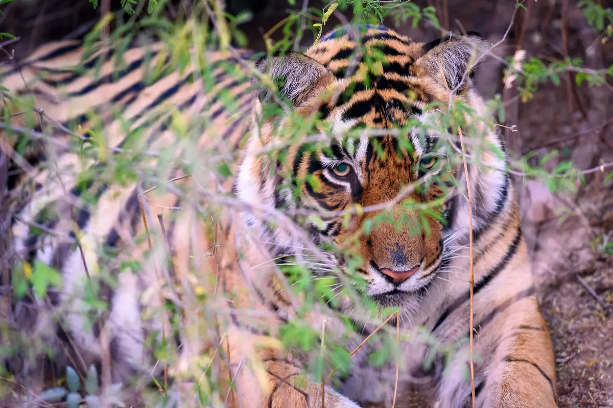 Bengal tiger (Panthera tigris tigris)
