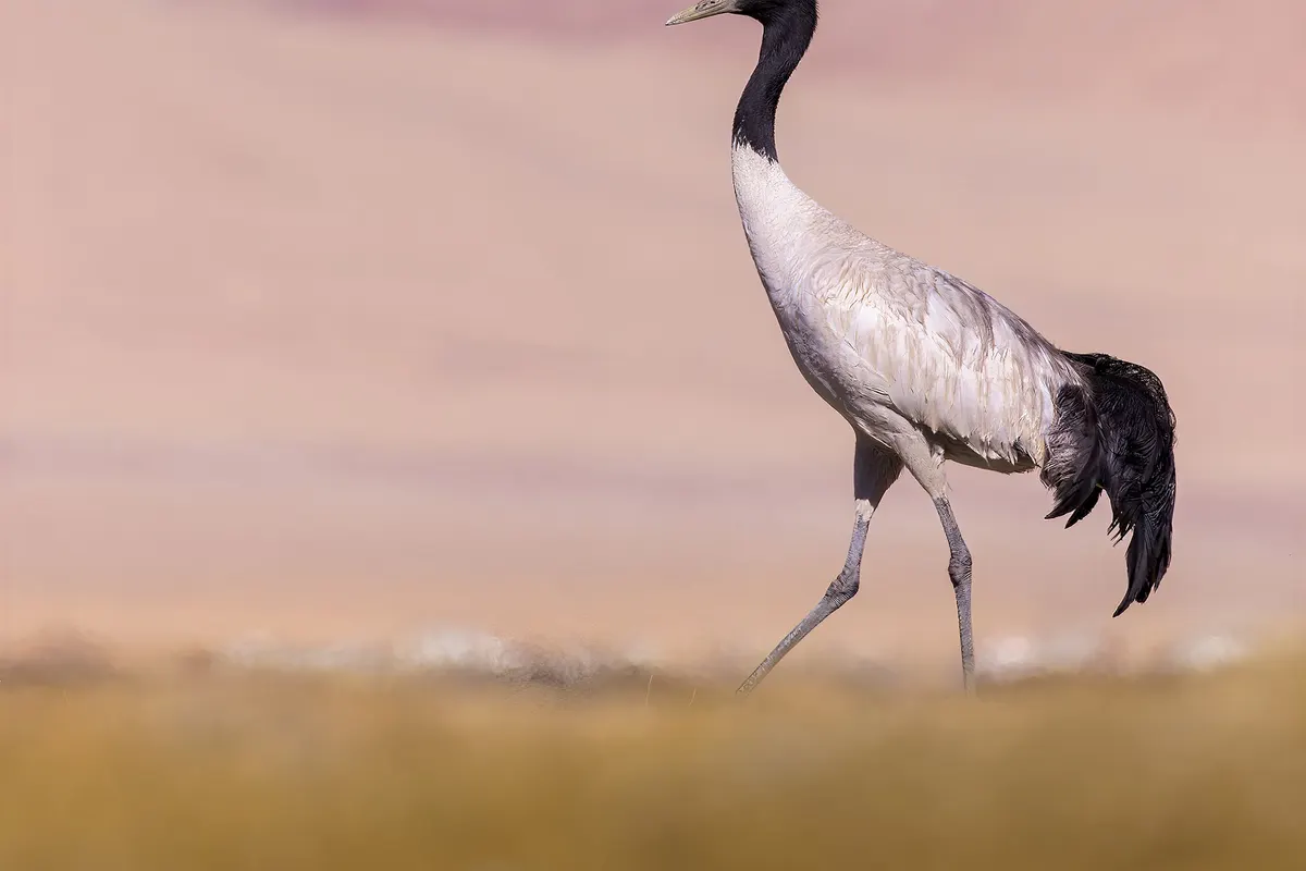 Black-necked crane (Grus nigricollis)