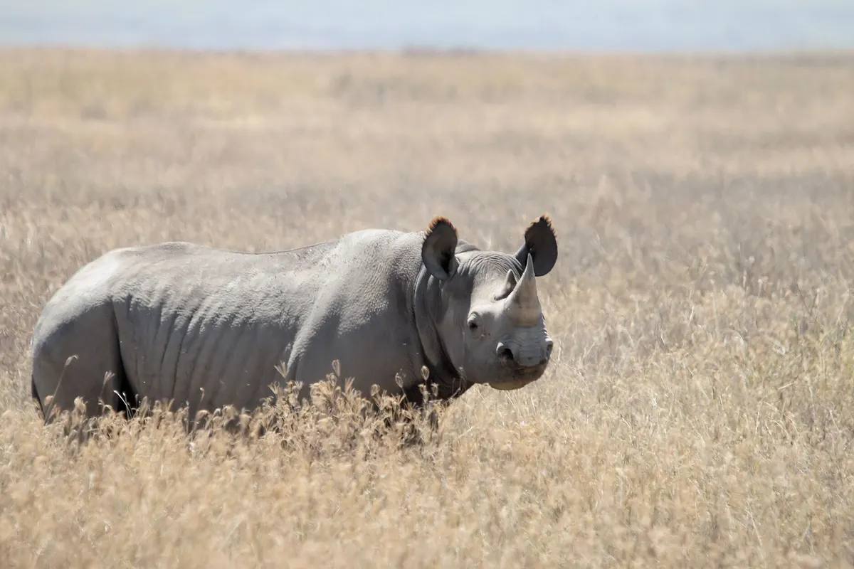 Black rhinoceros (Diceros bicornis)