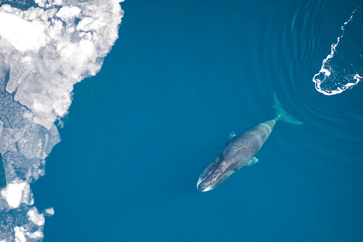 Bowhead whale (Balaena mysticetus)