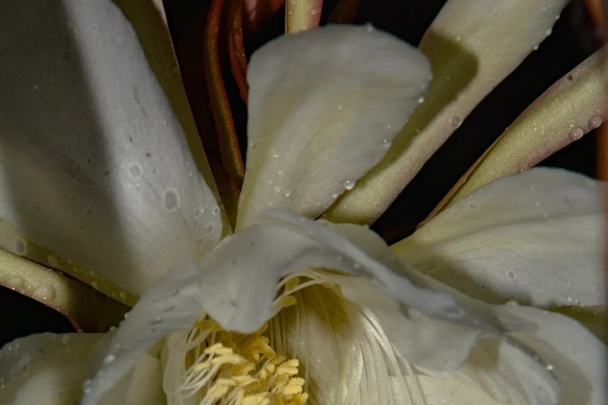 Brahma kamal (Saussurea obvallata)