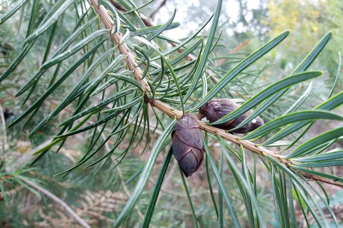 Cathay silver fir (Cathaya argyrophylla)