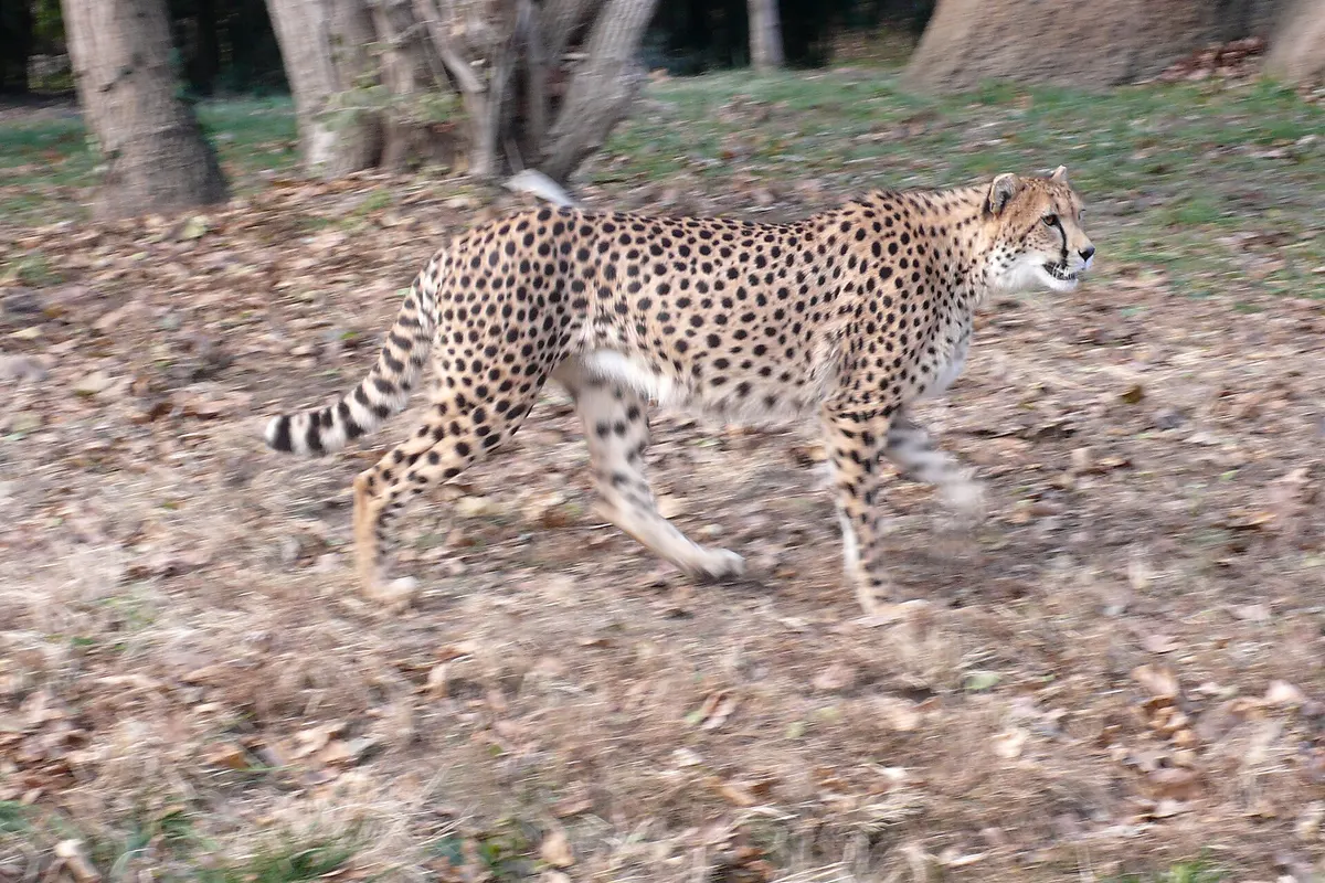 Cheetah (Acinonyx jubatus)