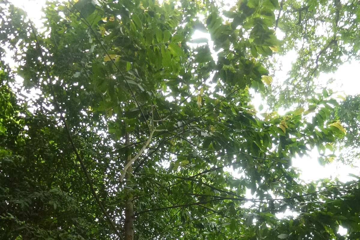 Chinese dipterocarp (Parashorea chinensis)