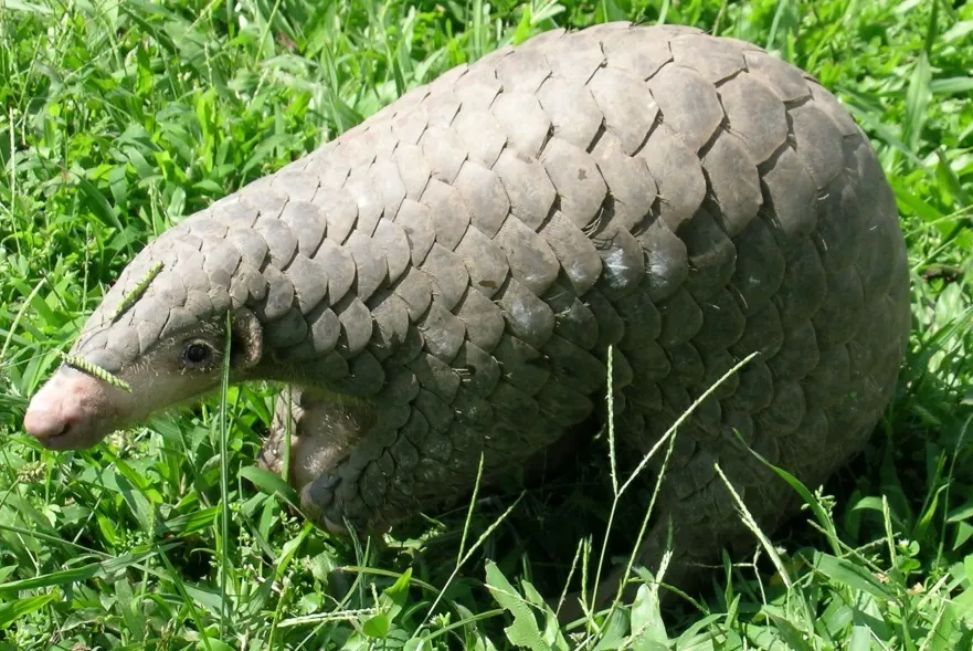 Chinese pangolin (Manis pentadactyla)