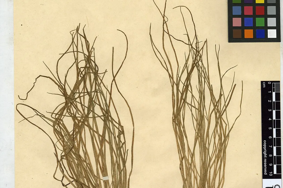Chinese quillwort (Isoetes sinensis)