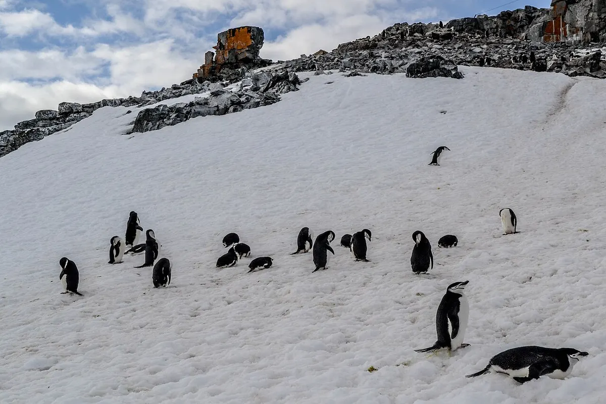 Chinstrap penguin (Pygoscelis antarcticus)