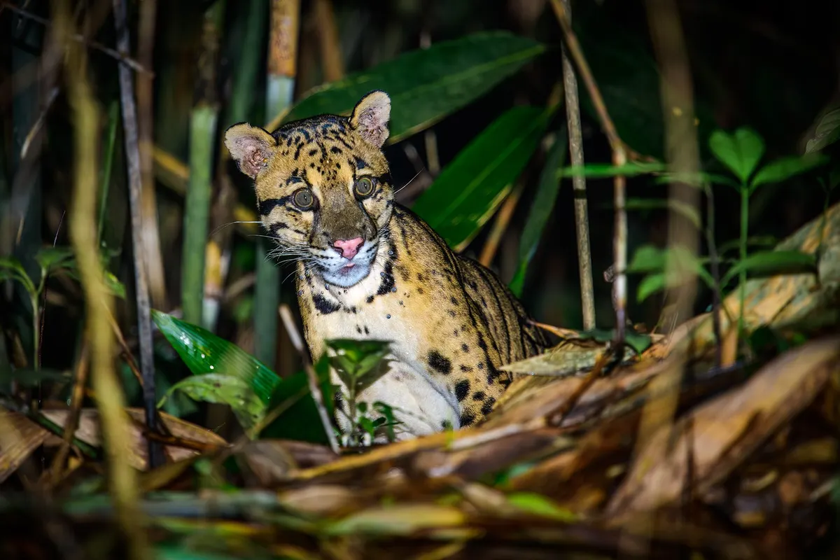 Clouded leopard (Neofelis nebulosa)