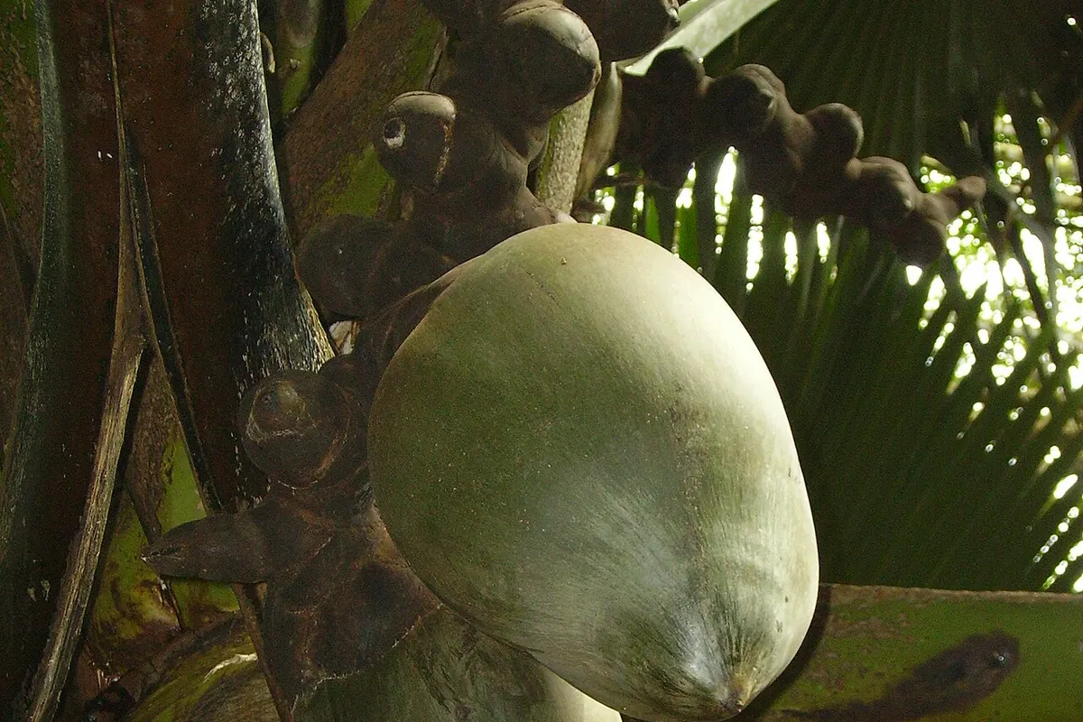 Coco de mer (Lodoicea maldivica)