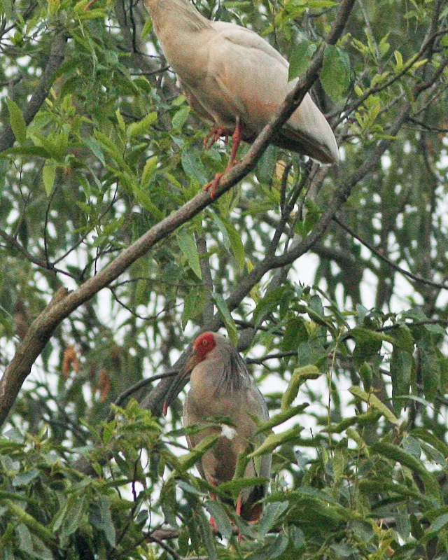 Crested ibis (Nipponia nippon)