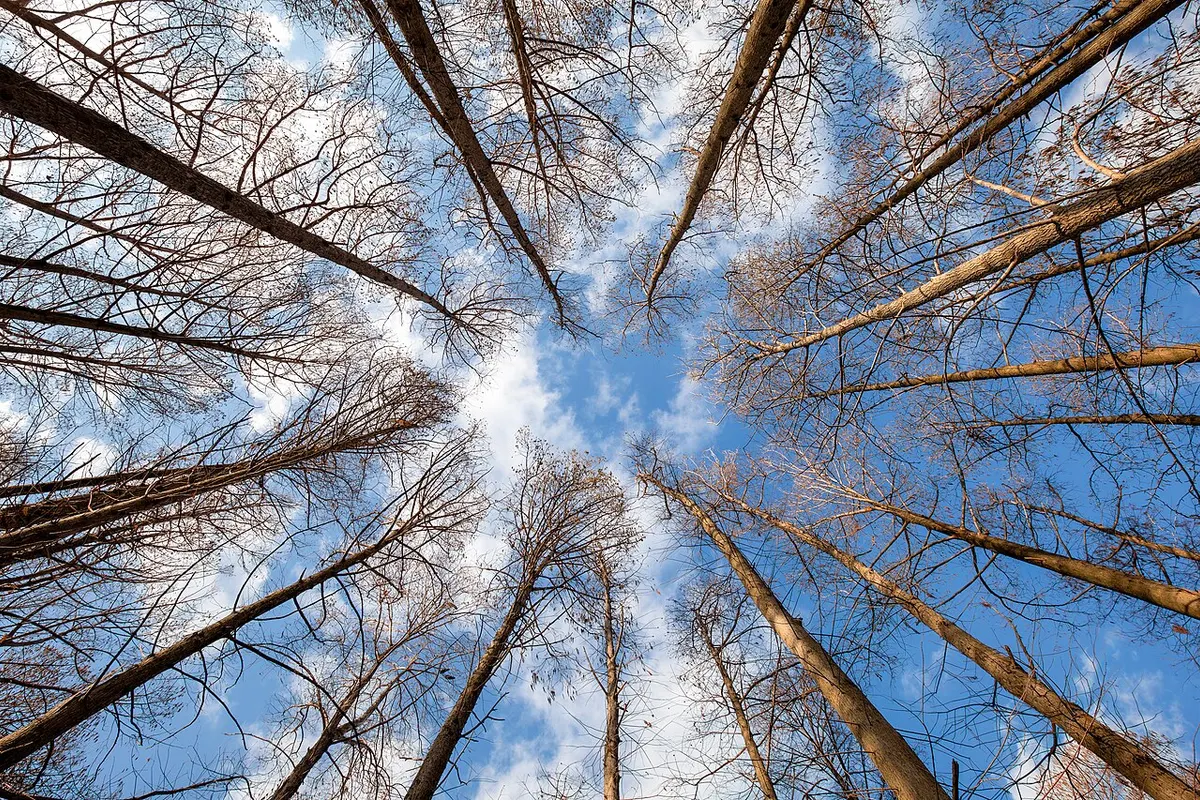 Dawn redwood (Metasequoia glyptostroboides)