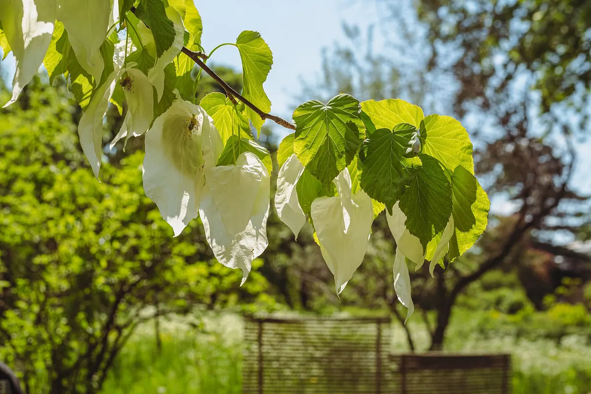 Dove tree (Davidia involucrata)