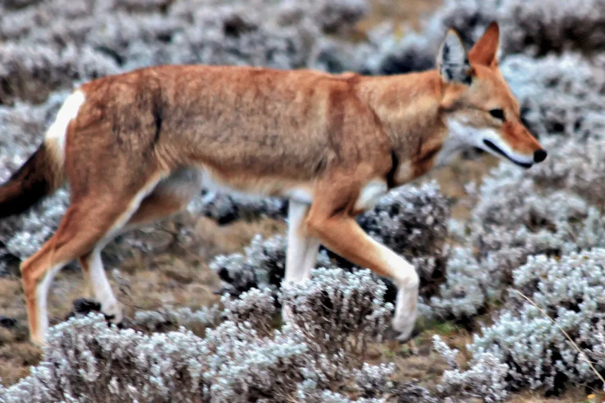 Ethiopian wolf (Canis simensis)