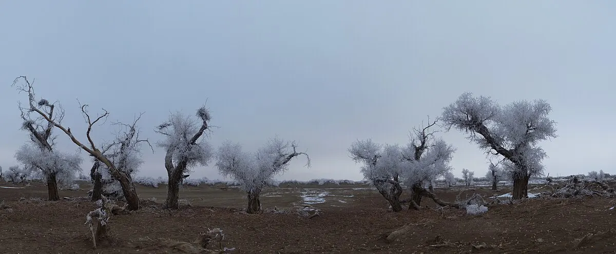 Euphrates poplar (Populus euphratica)