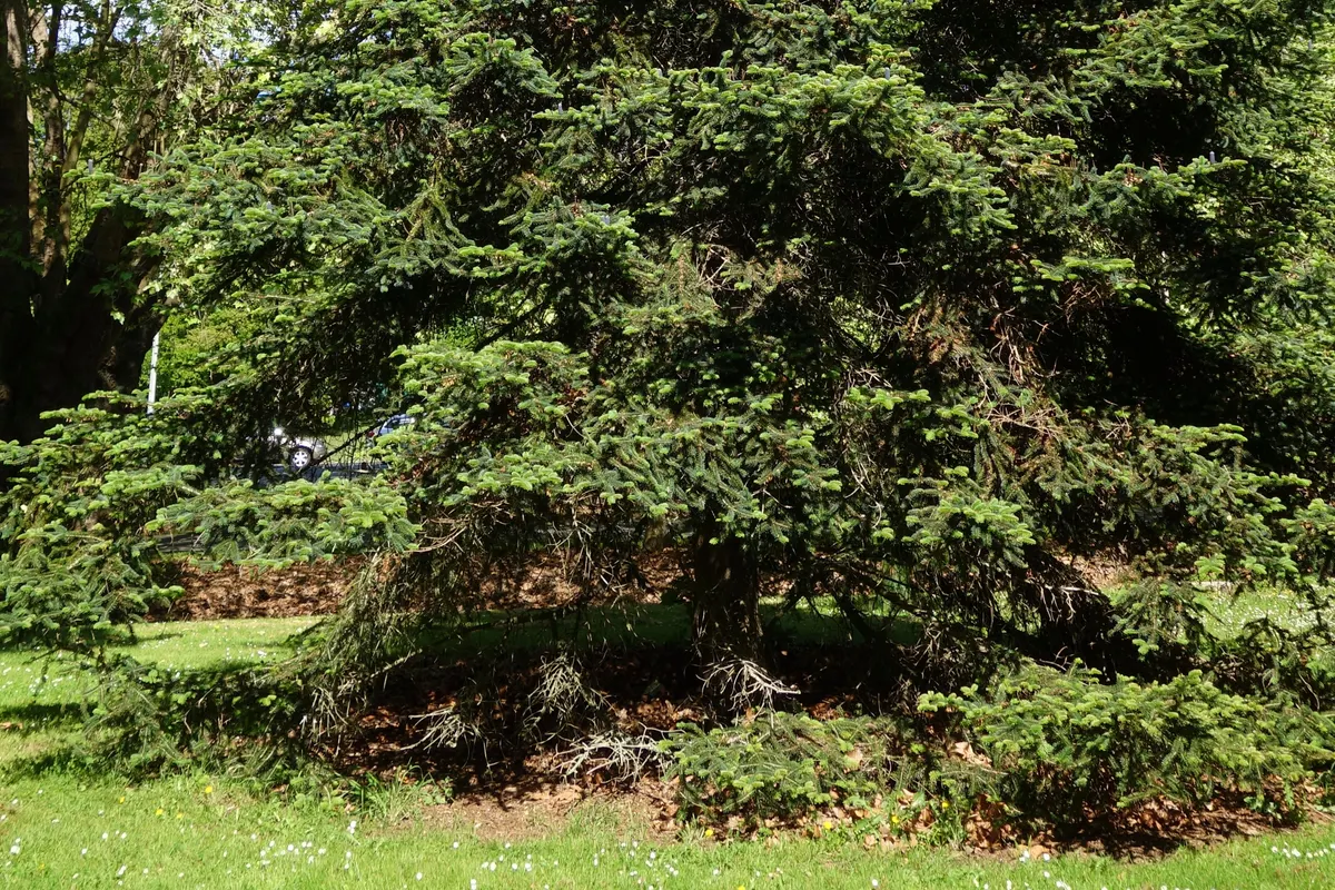 Faber’s fir (Abies fabri)