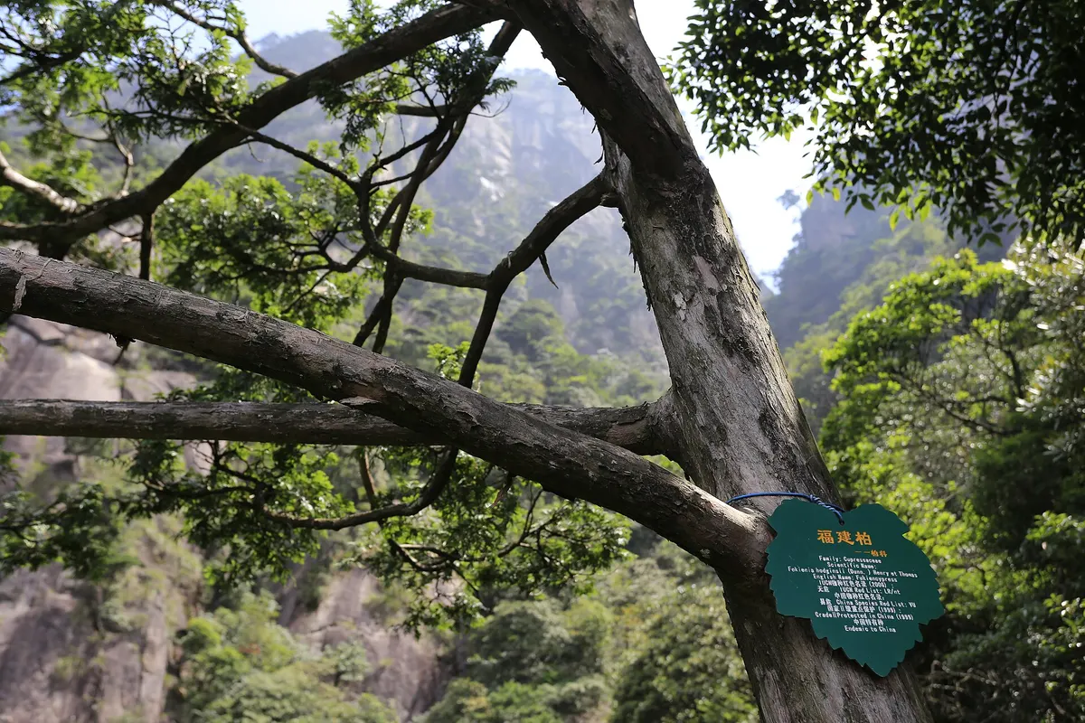 Fujian cypress (Fokienia hodginsii)