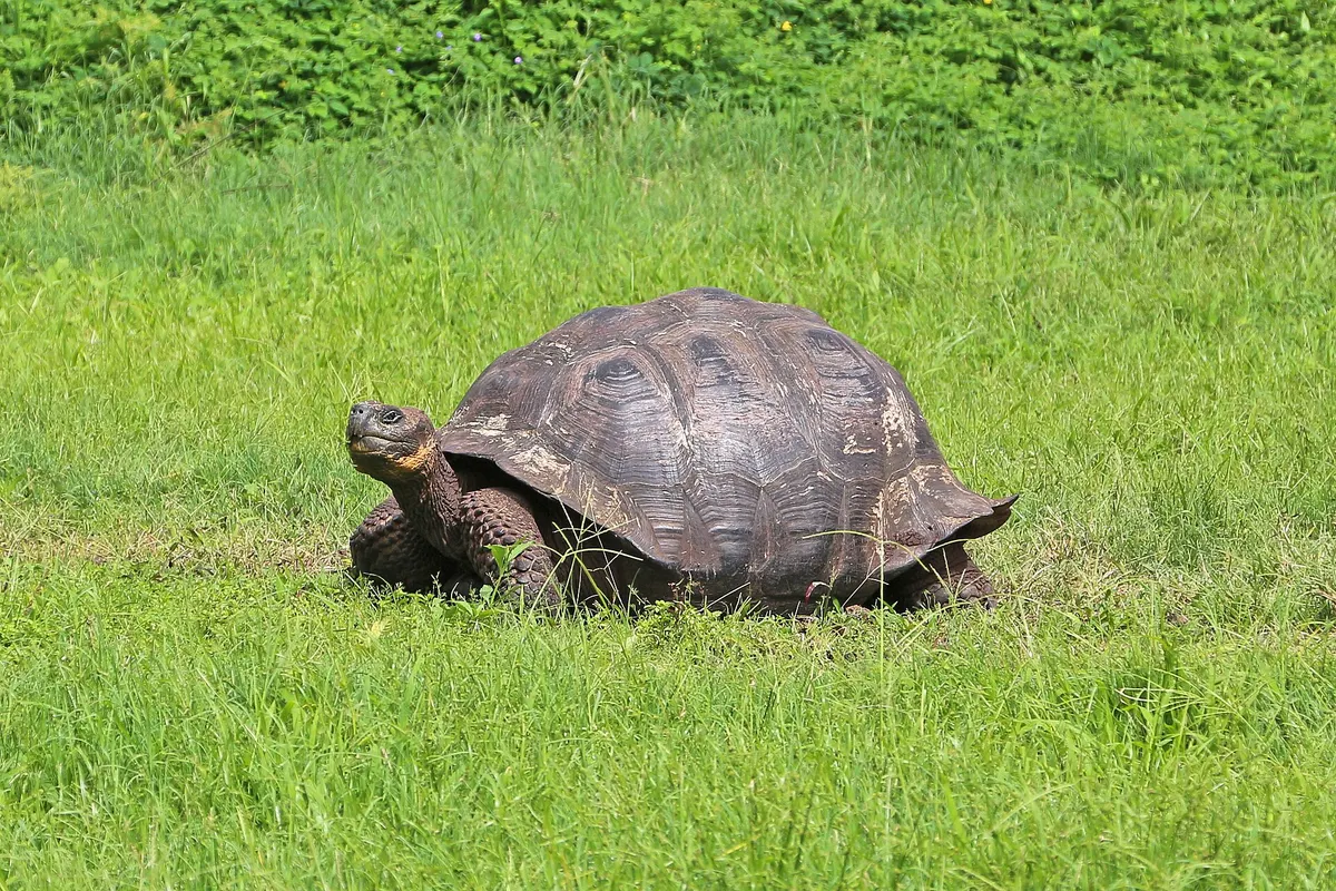 Galápagos giant tortoise (Chelonoidis niger complex)