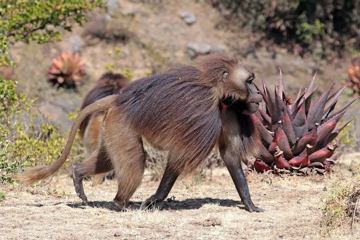 Gelada (Theropithecus gelada)