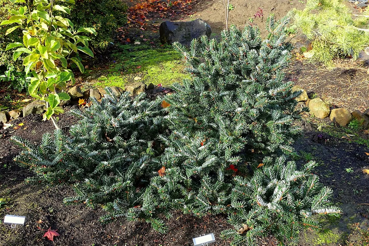 George’s fir (Abies georgei)