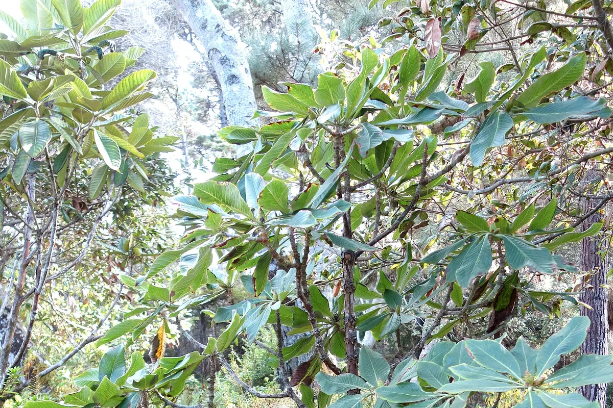 Giant rhododendron (Rhododendron protistum var. giganteum)
