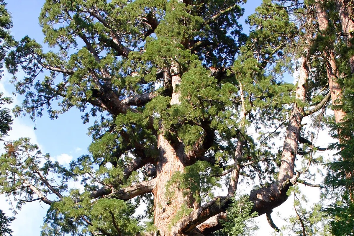 Giant sequoia (Sequoiadendron giganteum)