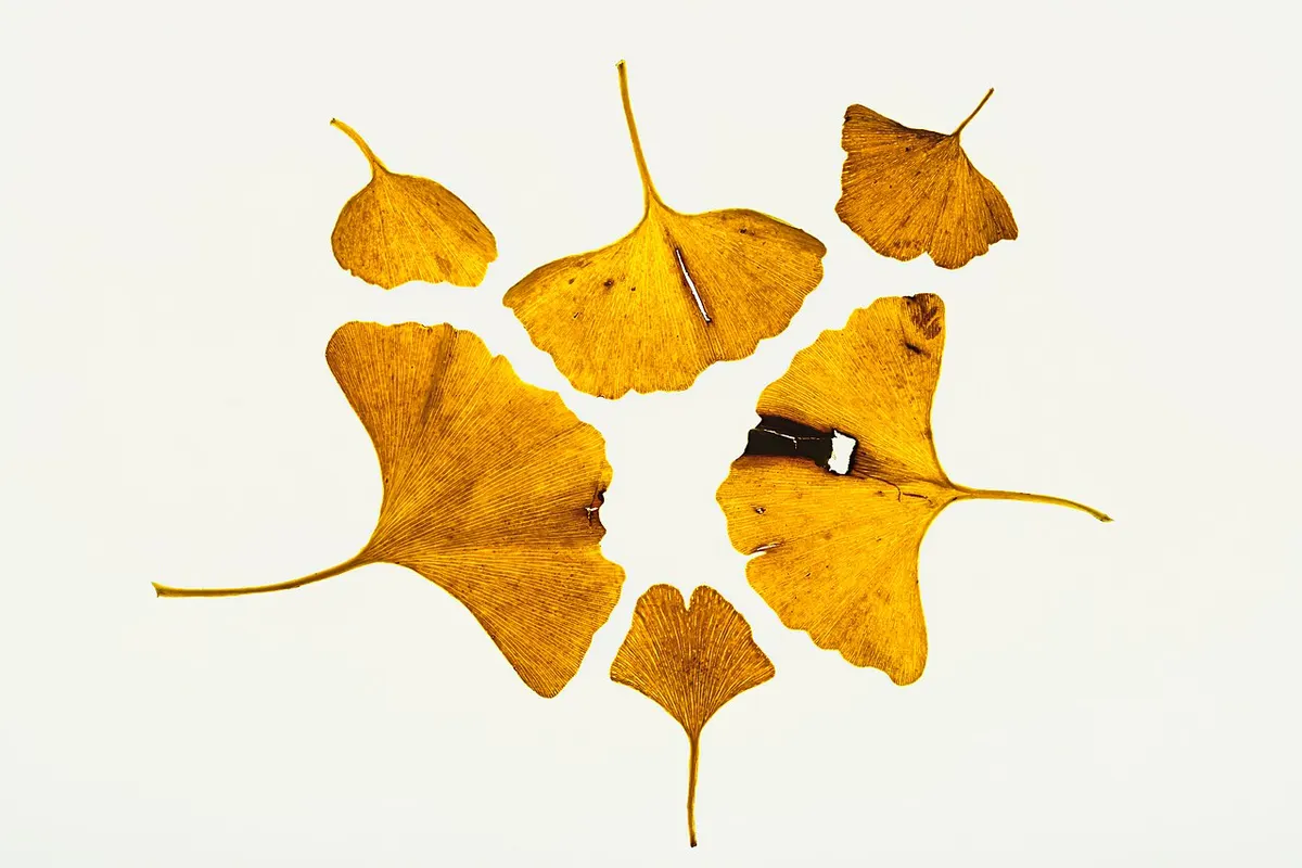 Ginkgo (Ginkgo biloba)