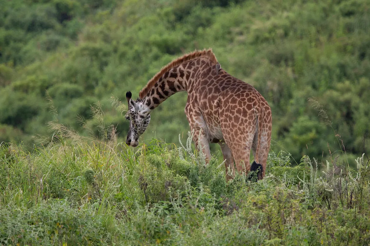 Giraffe (Giraffa camelopardalis)