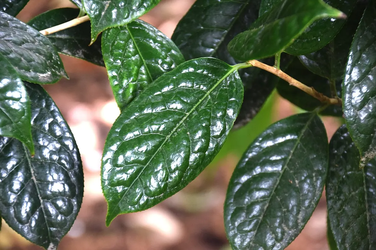 Golden camellia (Camellia nitidissima)