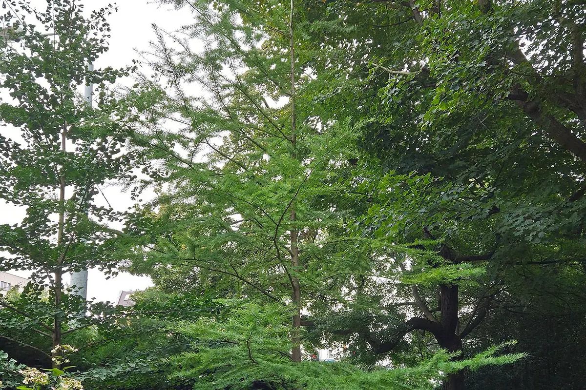 Golden larch (Pseudolarix amabilis)