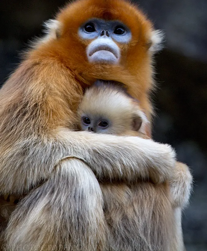 Golden snub-nosed monkey (Rhinopithecus roxellana)