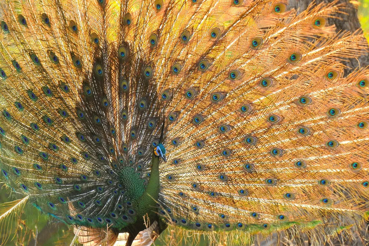 Green peafowl (Pavo muticus)