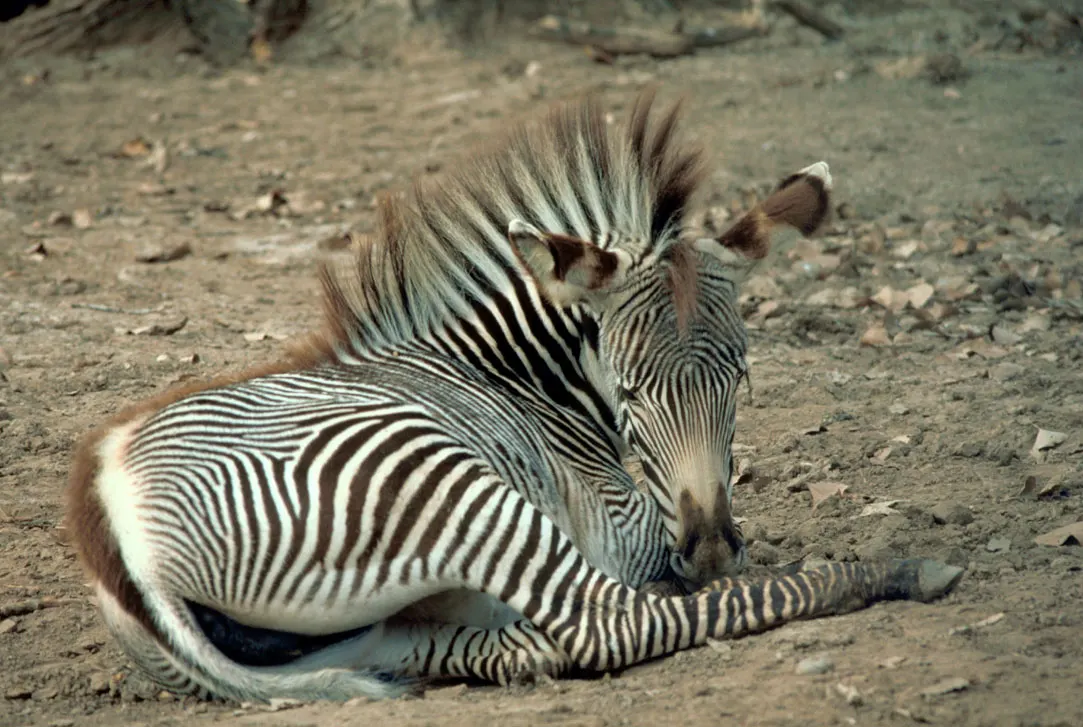 Grévy’s zebra (Equus grevyi)