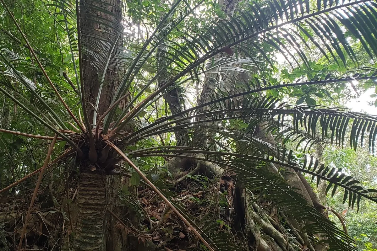 Hainan cycad (Cycas hainanensis)