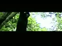 Hainan gibbon (Nomascus hainanus)