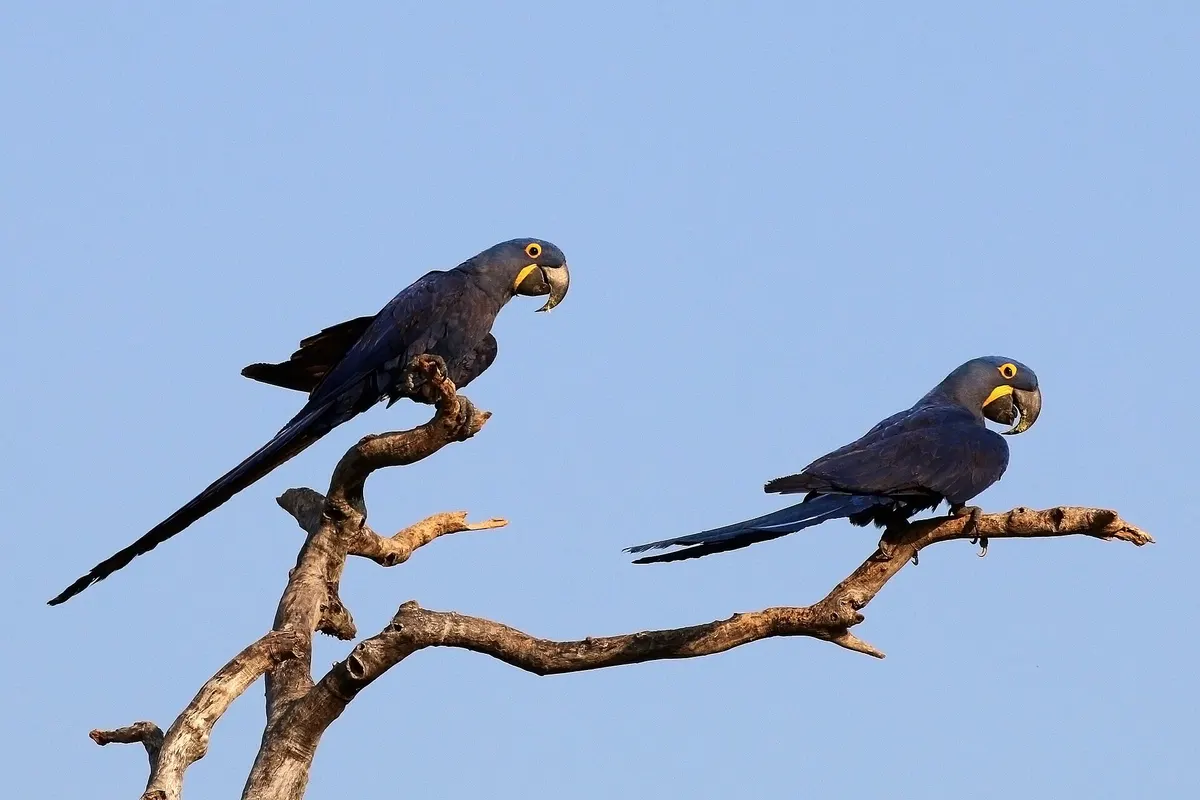 Hyacinth macaw (Anodorhynchus hyacinthinus)
