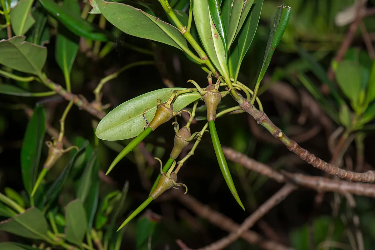 Kandelia mangrove (Kandelia obovata)