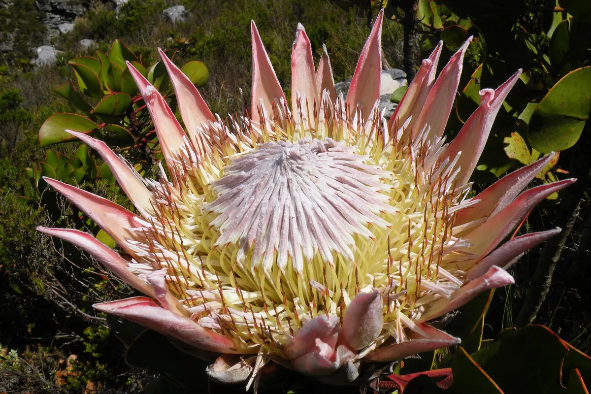 King protea (Protea cynaroides)