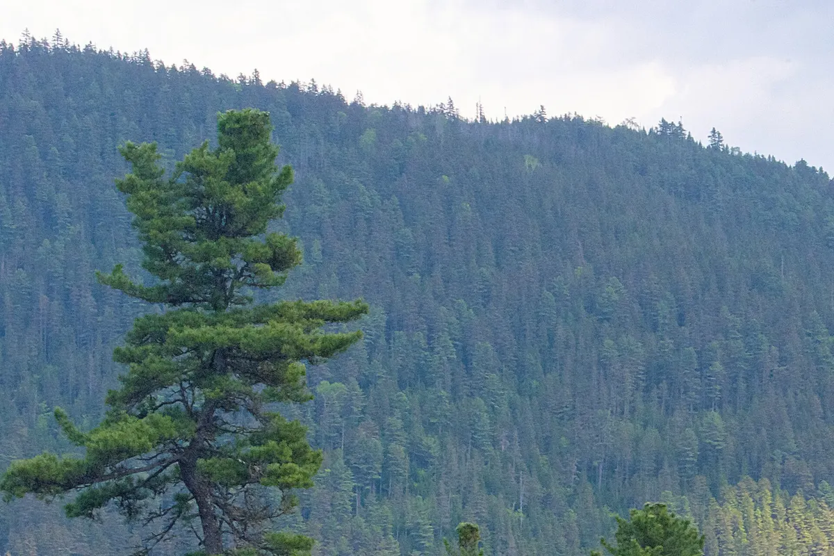 Korean pine (Pinus koraiensis)