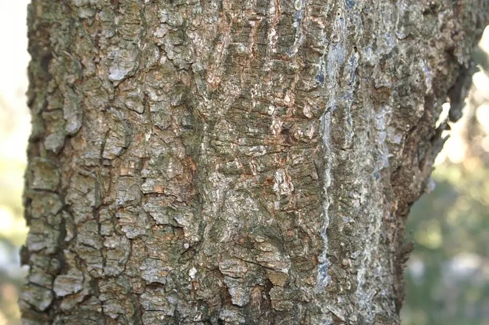 Lijiang spruce (Picea likiangensis)