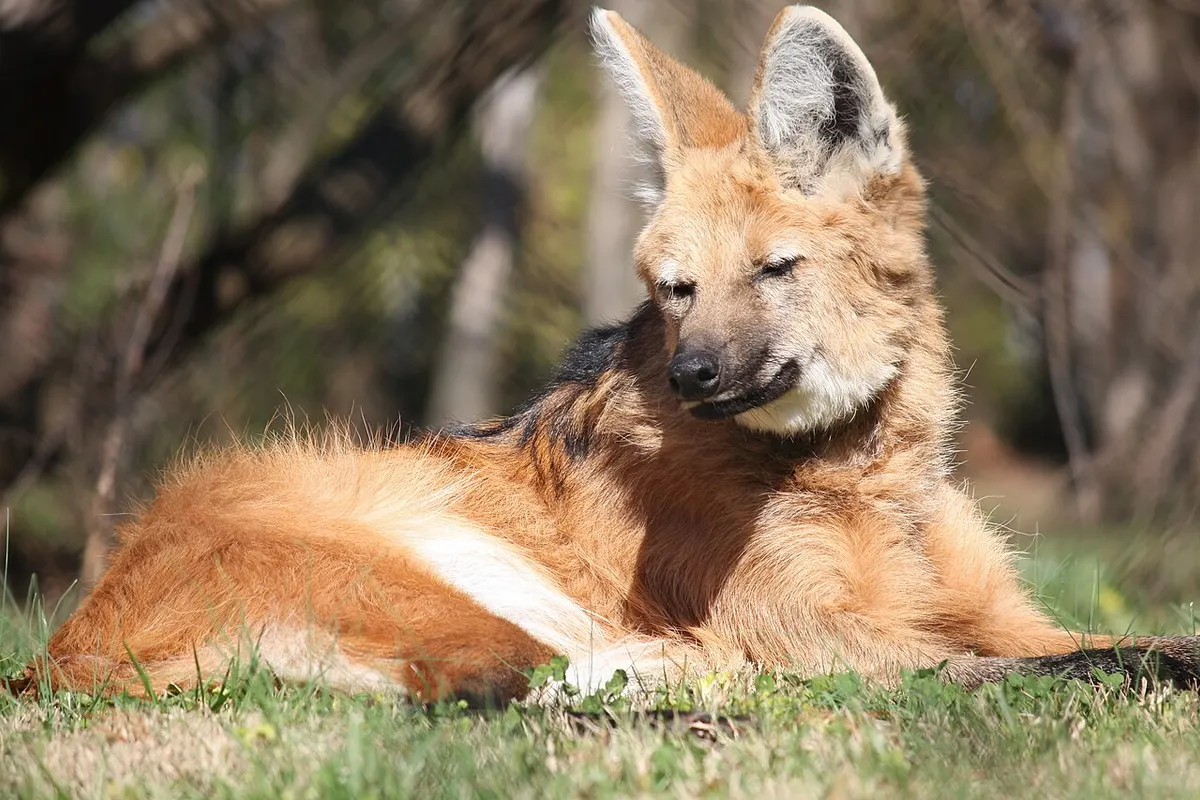 Maned wolf (Chrysocyon brachyurus)