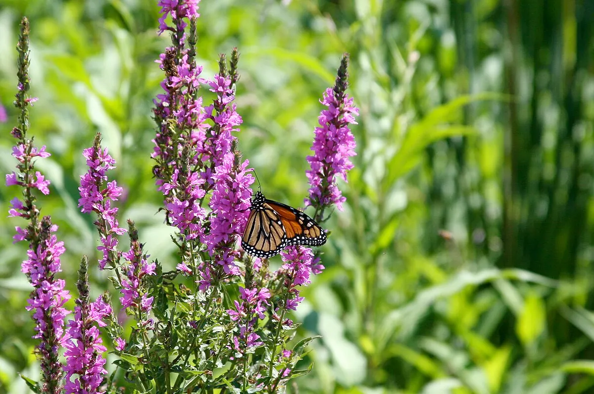 Monarch butterfly (Danaus plexippus)