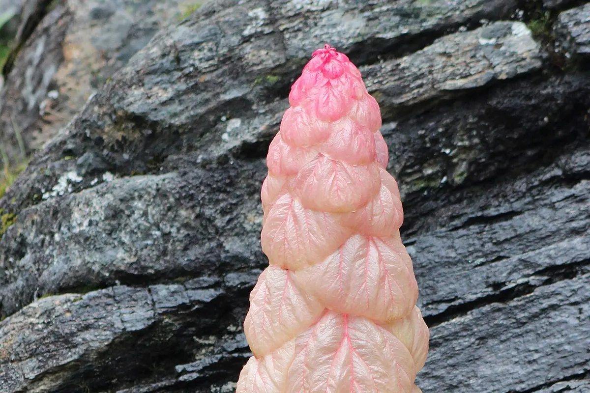 Noble rhubarb (Rheum nobile)