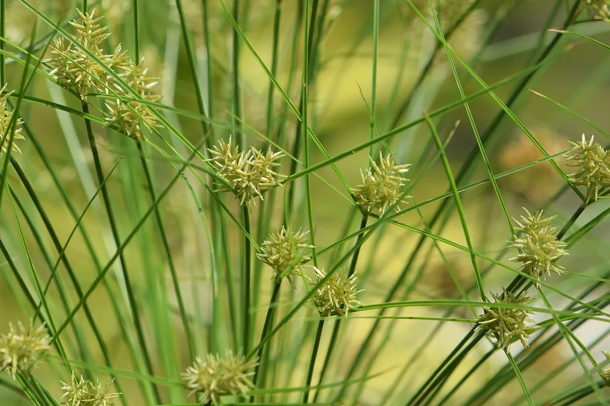 Papyrus sedge (Cyperus papyrus)