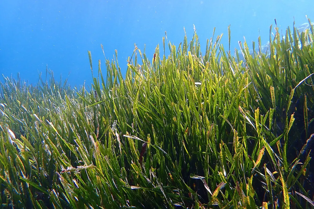 Mediterranean seagrass (Posidonia oceanica)