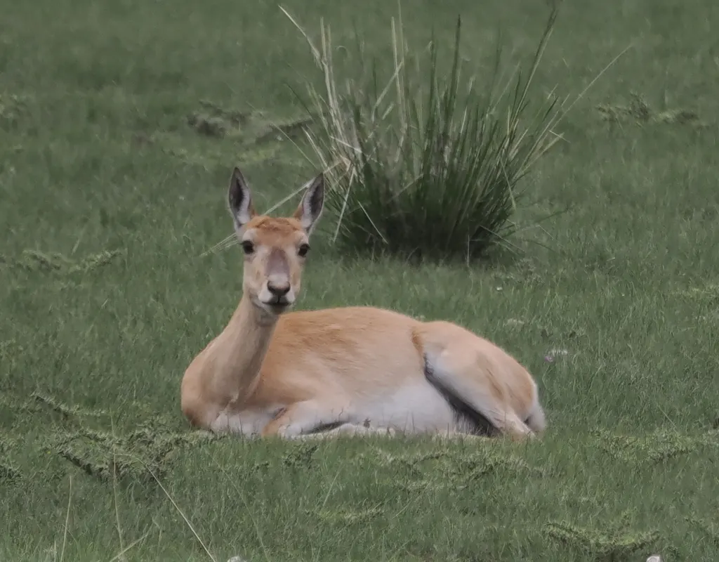 Przewalski’s gazelle (Procapra przewalskii)